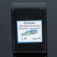 enchodus fog