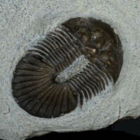 Paralejurus trilobita