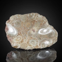 korall fosszília