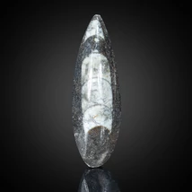 orthoceras