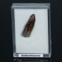 rebbachisaurus