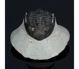 Trilobita