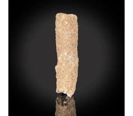 Fosszília