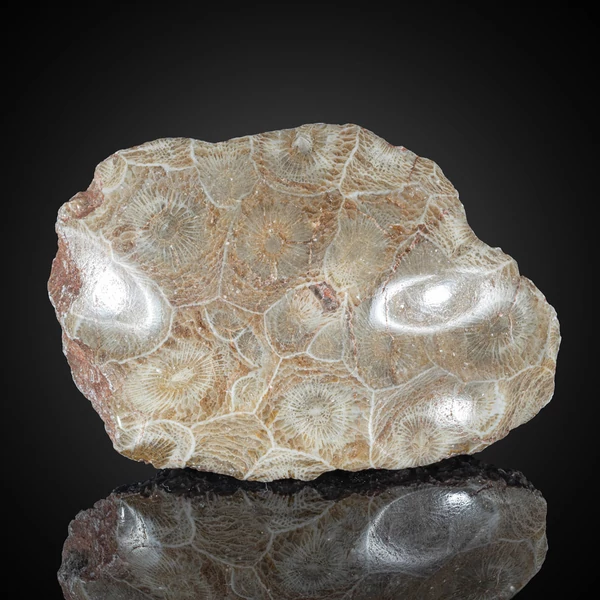 korall fosszília