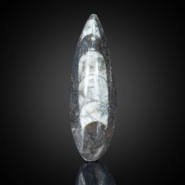 orthoceras