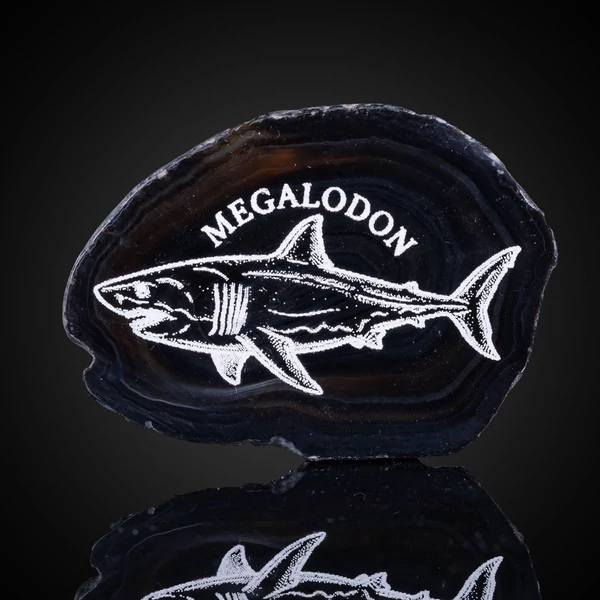 megalodon hűtőmágnes