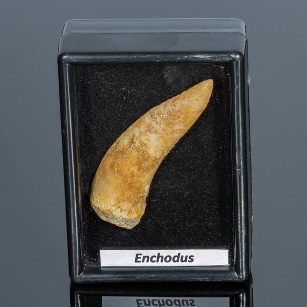 enchodus fog
