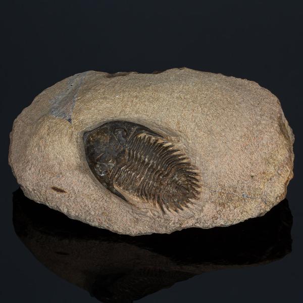 Metachantina trilobita